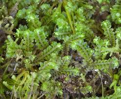 Attēlu rezultāti vaicājumam “Lophozia ventricosa”