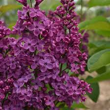 Attēlu rezultāti vaicājumam “Syringa vulgaris”