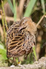 Attēlu rezultāti vaicājumam “Crex crex nest”