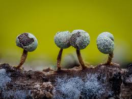 Attēlu rezultāti vaicājumam “Physarum, Nannengaella sp.”