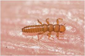 Attēlu rezultāti vaicājumam “Meloe sp. larva”