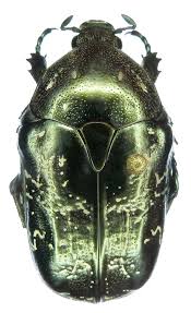 Attēlu rezultāti vaicājumam “Liocola lugubris”