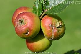Attēlu rezultāti vaicājumam “Malus domestica fruit”