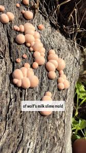 Attēlu rezultāti vaicājumam “Lycogala confusum spores”