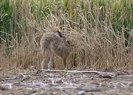 Attēlu rezultāti vaicājumam “Lepus europaeus adult”