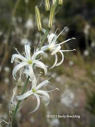 Attēlu rezultāti vaicājumam “Campylophyllum calcareum”