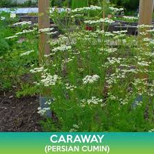 Attēlu rezultāti vaicājumam “Carum carvi flower”