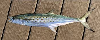 Image result for Scomberomorus maculatus