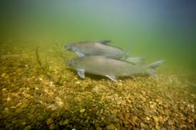 Image result for Cycleptus elongatus