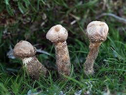 Attēlu rezultāti vaicājumam “Tulostoma fimbriatum”