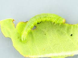 Attēlu rezultāti vaicājumam “Euura brevicornis”