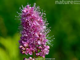 Attēlu rezultāti vaicājumam “Spiraea salicifolia flower”