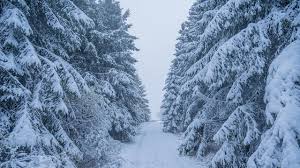 Image result for schnee