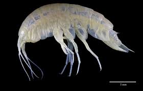 Attēlu rezultāti vaicājumam “Amphipoda”