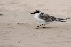 Image result for Sterna forsteri