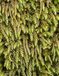 Attēlu rezultāti vaicājumam “Pterigynandrum filiforme”