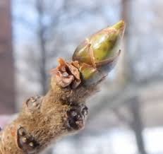 Attēlu rezultāti vaicājumam “Hamamelis japonica bud”