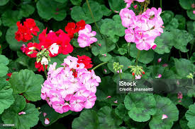 Attēlu rezultāti vaicājumam “Geraniaceae”