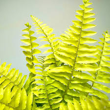 Image result for НЕФРОЛЕПИС (Nephrolepis