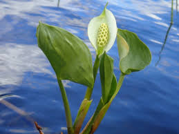 Attēlu rezultāti vaicājumam “Calla palustris”