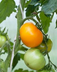 Afbeeldingsresultaat voor broad ripple yellow currant tomato