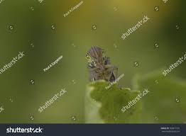 Attēlu rezultāti vaicājumam “Cicadella viridis female”