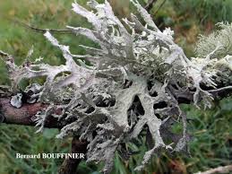 Attēlu rezultāti vaicājumam “Evernia prunastri”