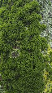 Attēlu rezultāti vaicājumam “Orthotrichum affine var. affine sporophyte”