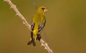 Attēlu rezultāti vaicājumam “Chloris chloris”