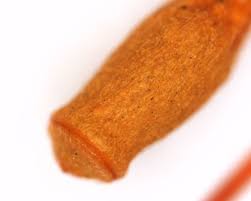 Attēlu rezultāti vaicājumam “Pohlia nutans sporophyte”