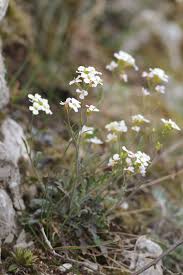 Attēlu rezultāti vaicājumam “Cardaminopsis arenosa”