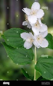 Attēlu rezultāti vaicājumam “Philadelphus coronarius flower”