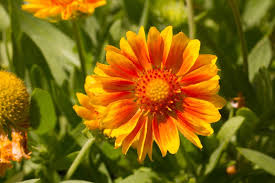 Image result for Gaillardia