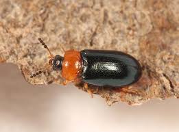 Attēlu rezultāti vaicājumam “Tetratoma fungorum”