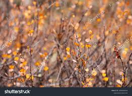 Attēlu rezultāti vaicājumam “Betula nana leaf”