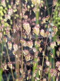 Attēlu rezultāti vaicājumam “Briza media”