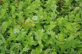 Attēlu rezultāti vaicājumam “Berula erecta leaf”