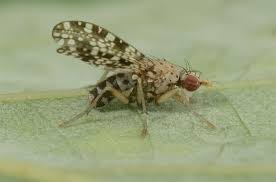 Attēlu rezultāti vaicājumam “Trypetoptera punctulata”