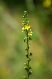 Attēlu rezultāti vaicājumam “Agrimonia pilosa flower”