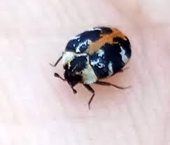 Attēlu rezultāti vaicājumam “Anthrenus scrophulariae”