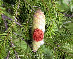 Attēlu rezultāti vaicājumam “Dioryctria abietella”