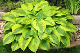Attēlu rezultāti vaicājumam “Hosta sp.”