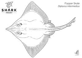 Image result for Dipturus intermedius