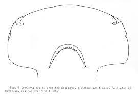 Image result for Sphyrna media