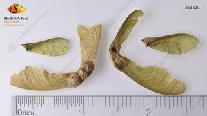 Attēlu rezultāti vaicājumam “Acer rufinerve fruit”