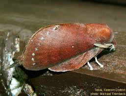 Attēlu rezultāti vaicājumam “Lasiocampidae”