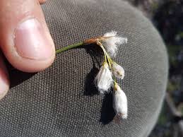 Attēlu rezultāti vaicājumam “Eriophorum gracile fruit”