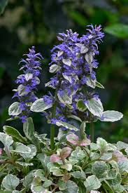 Attēlu rezultāti vaicājumam “Ajuga reptans flower”