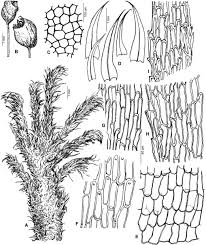 Attēlu rezultāti vaicājumam “Philonotis sporophyte”