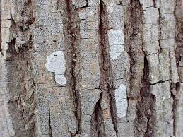 Attēlu rezultāti vaicājumam “Alyxoria varia”